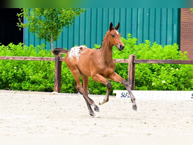 Zangersheider Stallion  in Bladel
