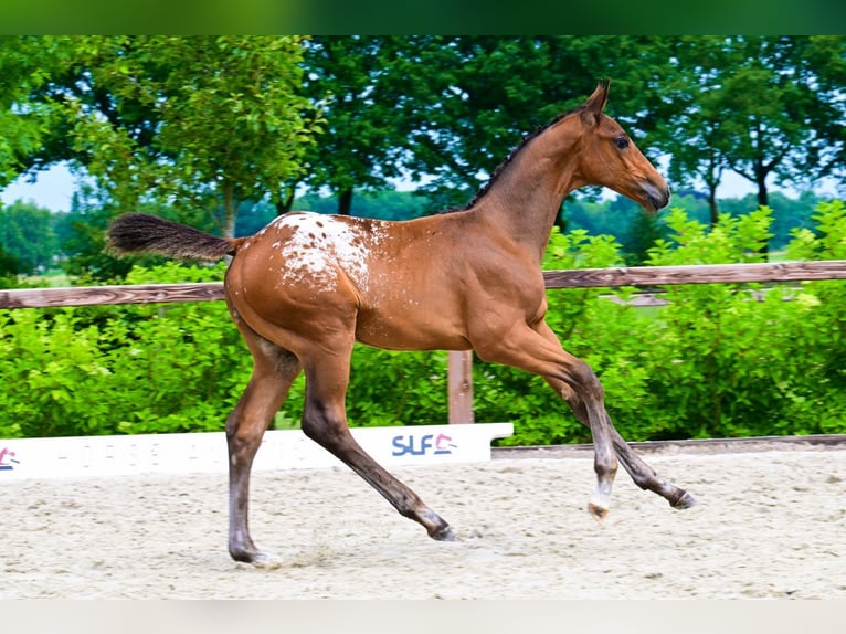 Zangersheider Stallion  in Bladel