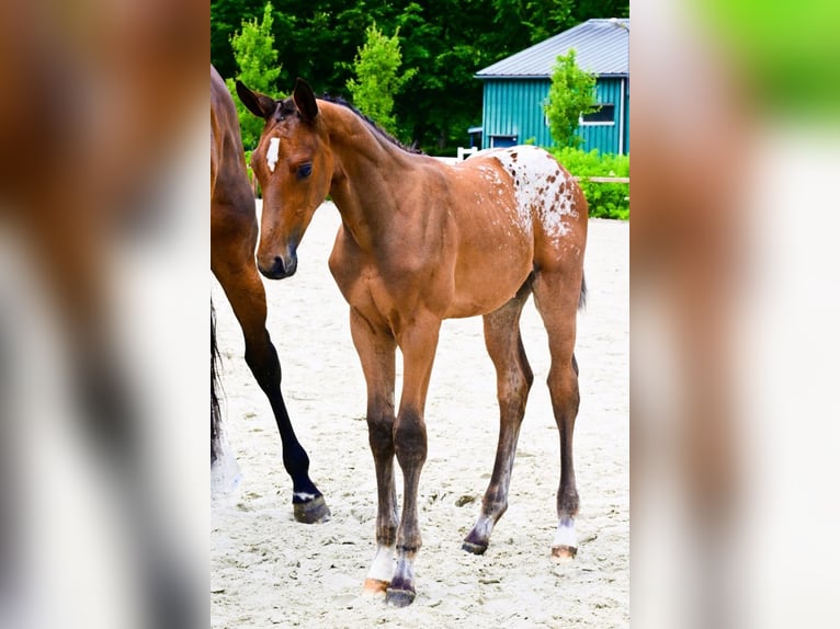 Zangersheider Stallion  in Bladel