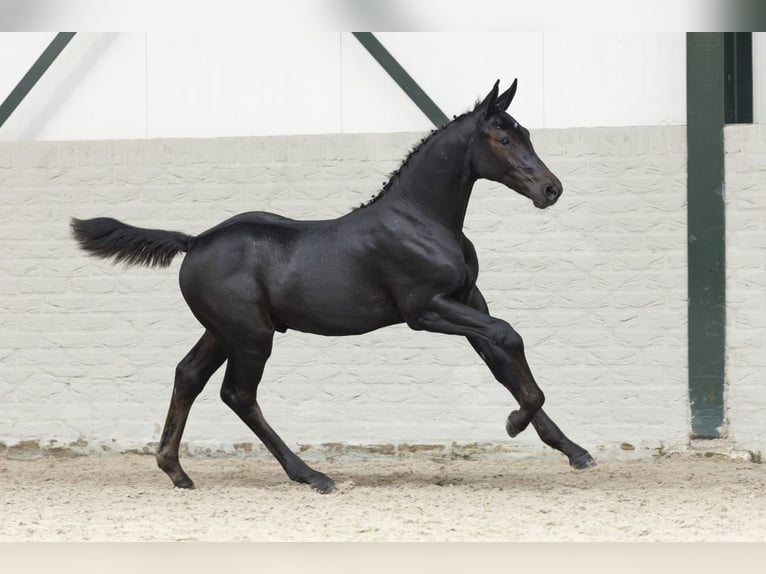 Zangersheider Stallion Foal (05/2025) in Heerde