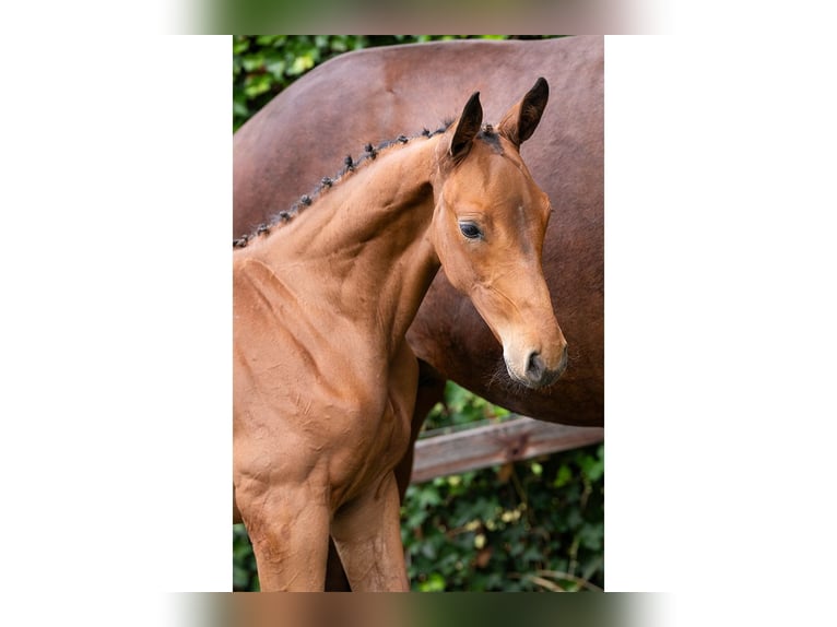 Zangersheider Stallion Foal (06/2025) in Heerde