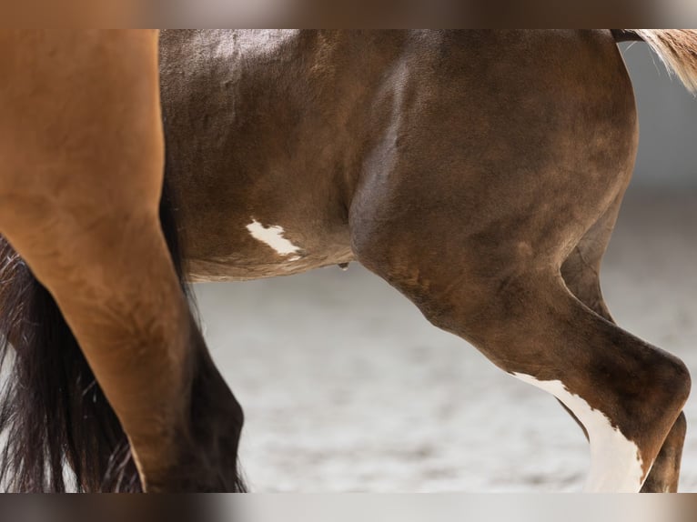 Zangersheider Stallion  in Heerde
