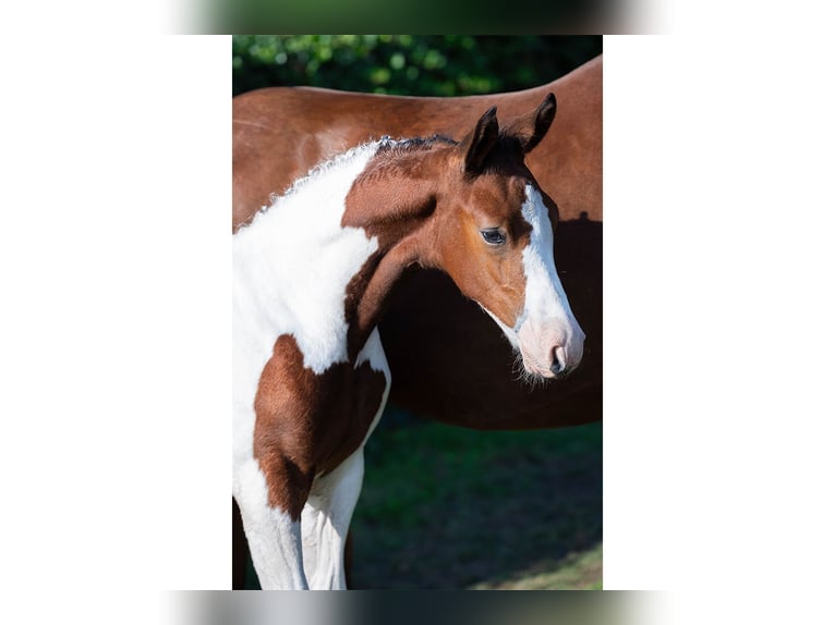 Zangersheider Stallion Foal (06/2025) in Heerde
