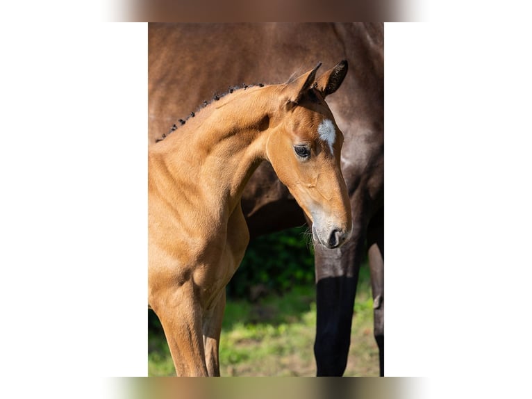 Zangersheider Stallion Foal (07/2025) in Heerde