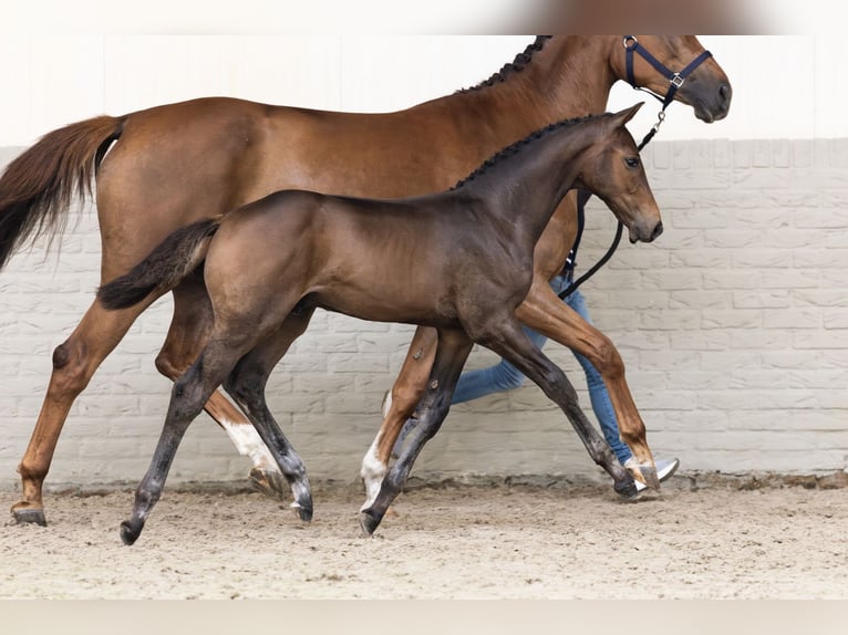 Zangersheider Stallion  in Heerde