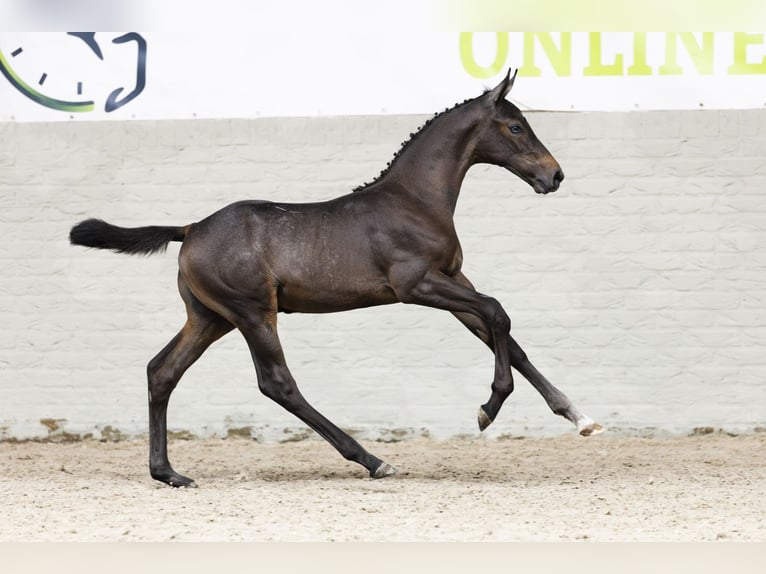 Zangersheider Stallion Foal (07/2025) in Heerde