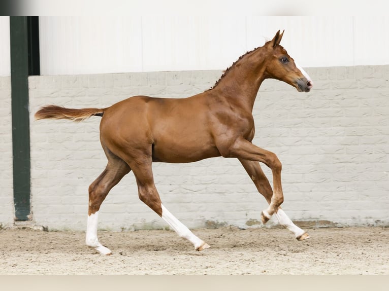 Zangersheider Stallion Foal (05/2025) in Heerde