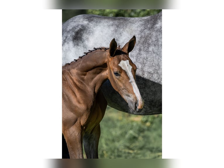 Zangersheider Stallion Foal (04/2025) in Heerde