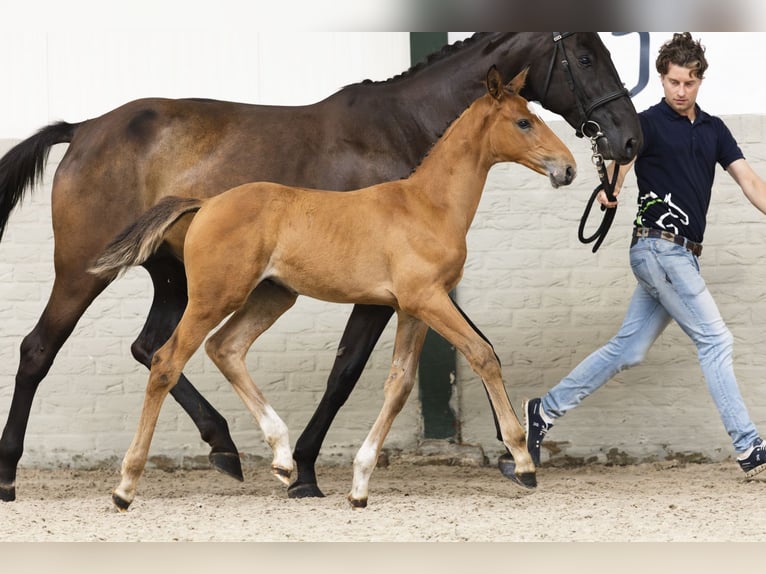 Zangersheider Stallion Foal (07/2025) in Heerde
