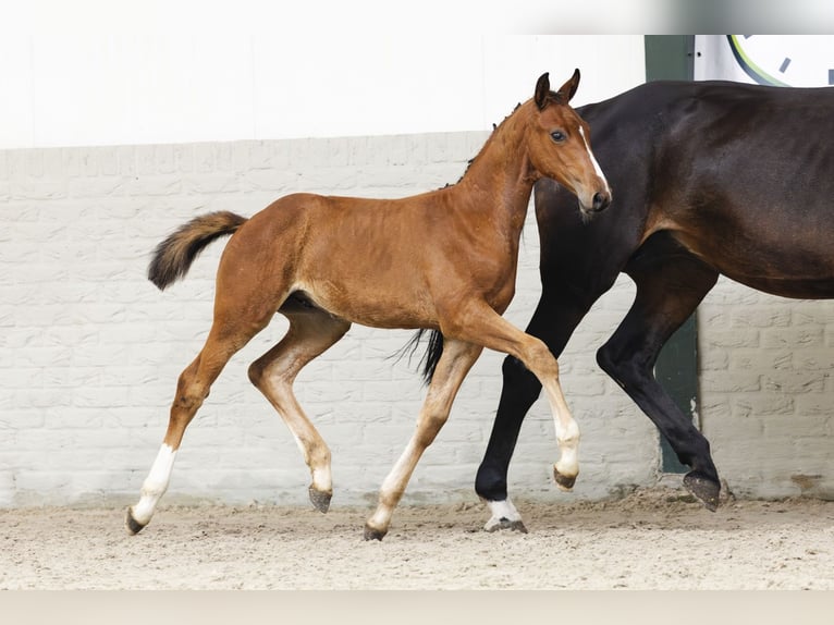 Zangersheider Stallion Foal (05/2025) in Heerde