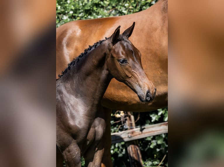 Zangersheider Stallion  in Heerde