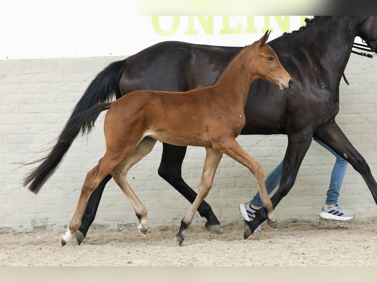 Zangersheider Stallion  in Heerde