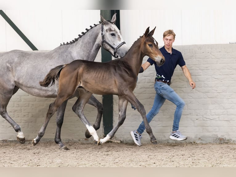 Zangersheider Stallion  in Heerde