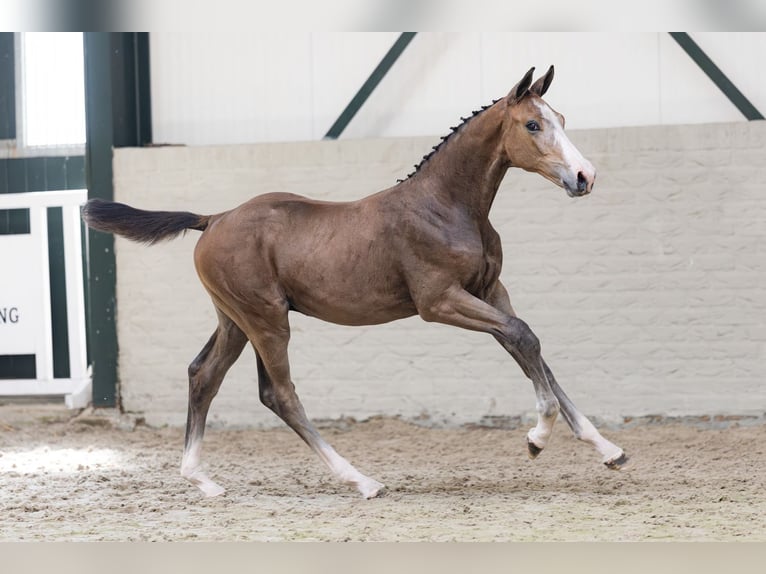 Zangersheider Stallion  in Heerde