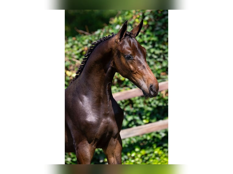 Zangersheider Stallion Foal (03/2025) in Heerde