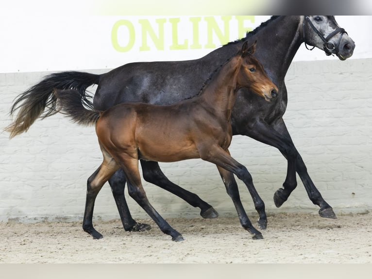 Zangersheider Stallion Foal (04/2025) in Heerde