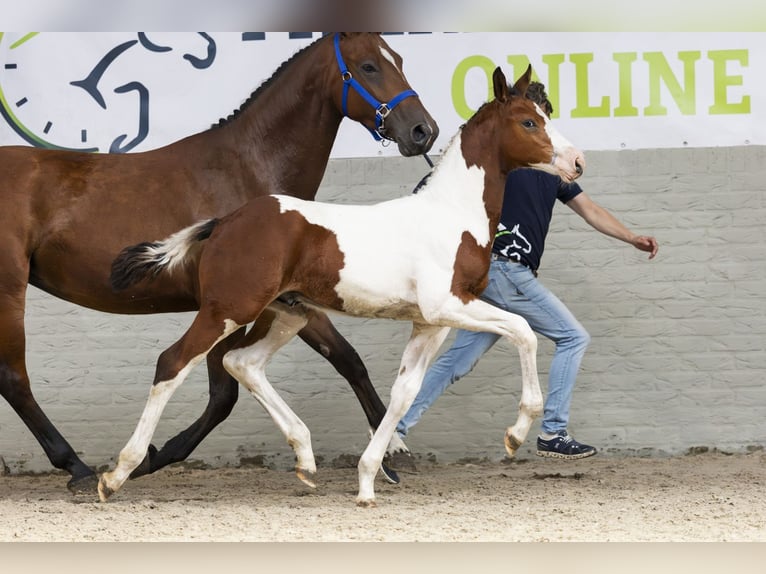 Zangersheider Stallion Foal (06/2025) in Heerde