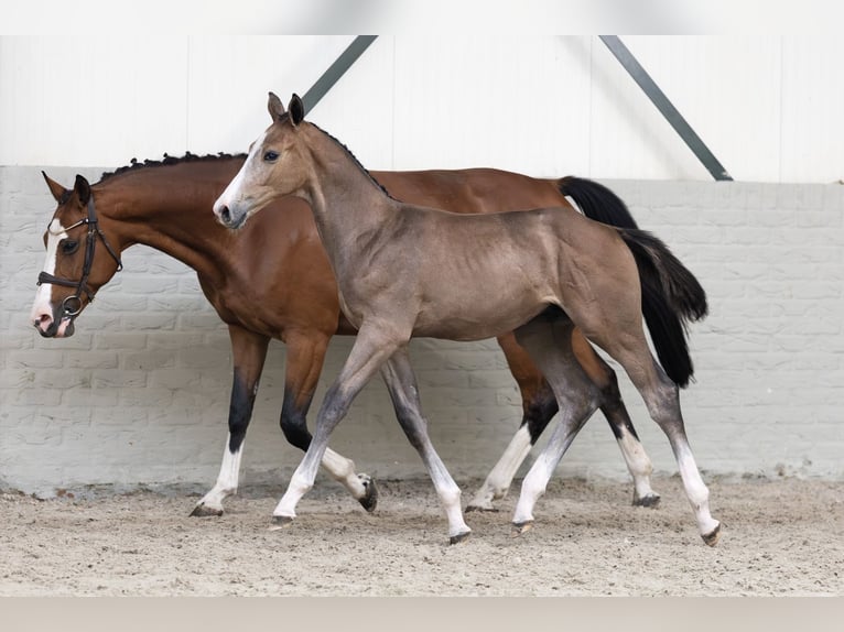 Zangersheider Stallion  in Heerde
