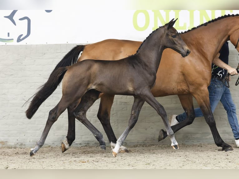 Zangersheider Stallion Foal (05/2025) in Heerde