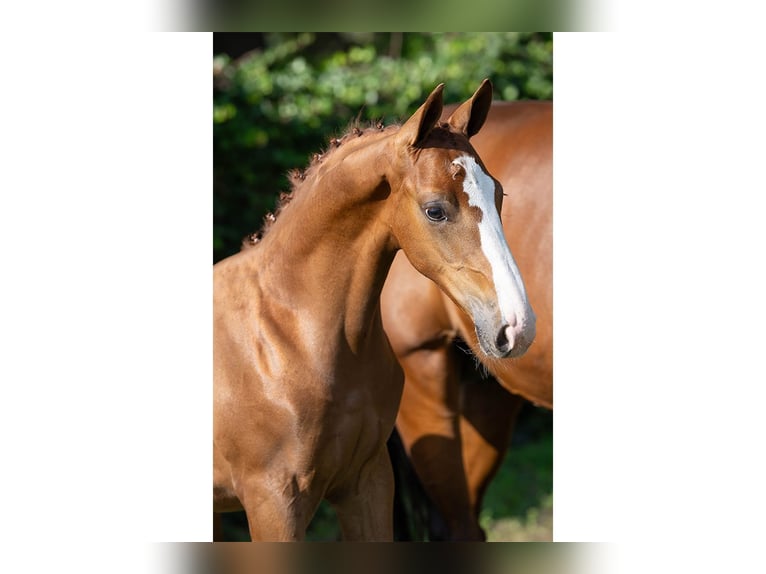 Zangersheider Stallion Foal (05/2025) in Heerde