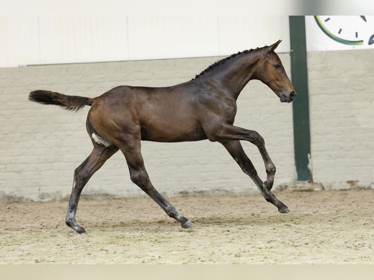 Zangersheider Stallion  in Heerde