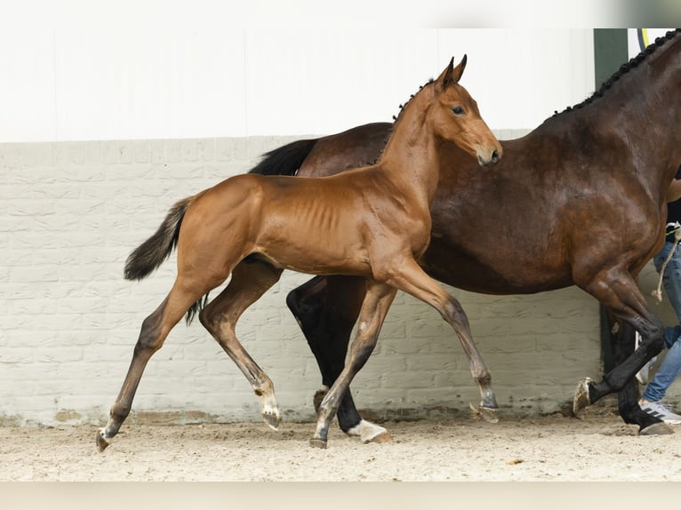Zangersheider Stallion Foal (06/2025) in Heerde