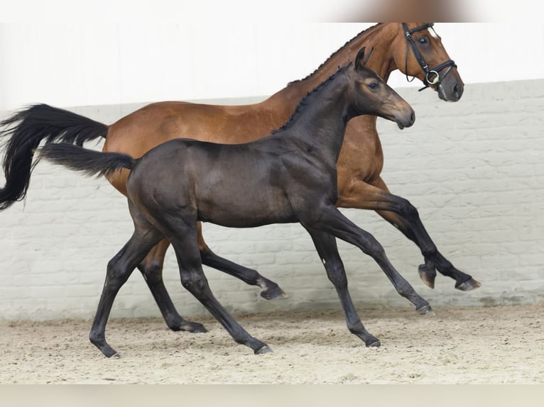 Zangersheider Stallion Foal (04/2025) in Heerde