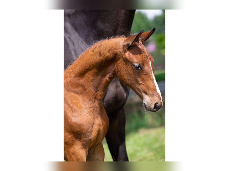 Zangersheider Stallion Foal (05/2025) in Heerde