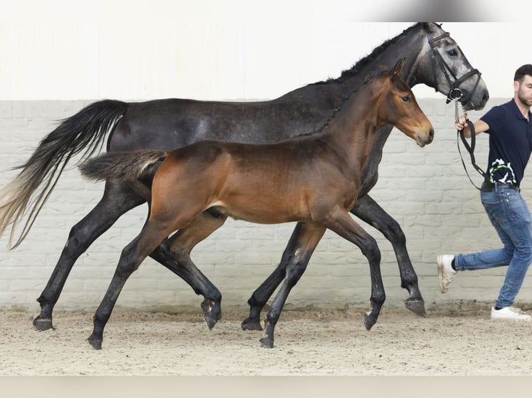 Zangersheider Stallion Foal (04/2025) in Heerde