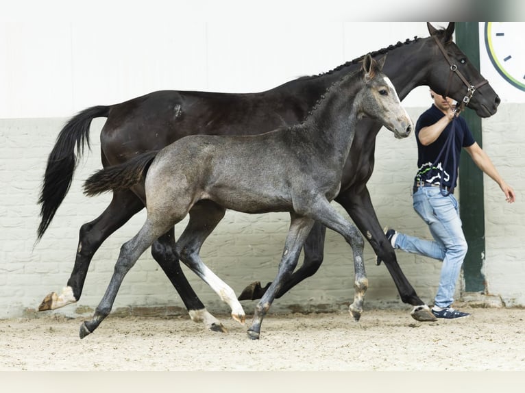 Zangersheider Stallion Foal (04/2025) in Heerde
