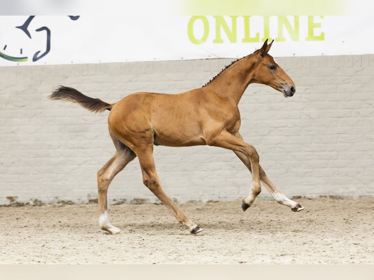 Zangersheider Stallion Foal (07/2025) in Heerde