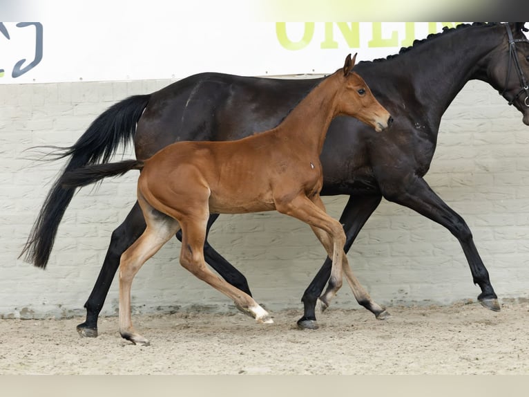 Zangersheider Stallion  in Heerde