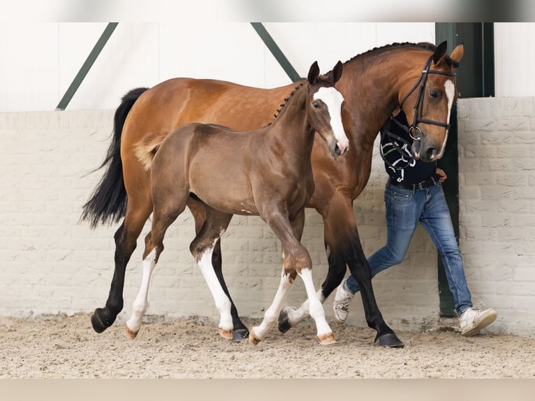 Zangersheider Stallion  in Heerde