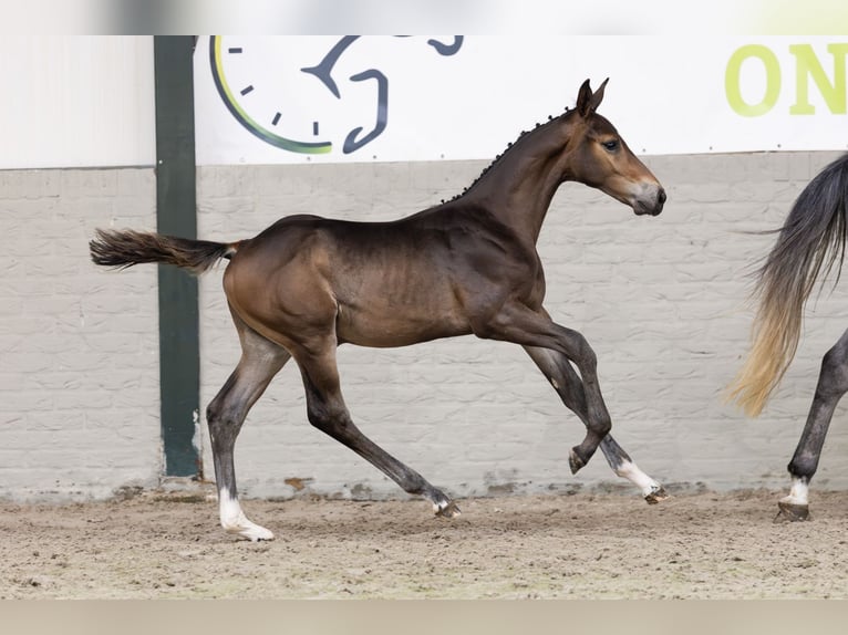 Zangersheider Stallion  in Heerde