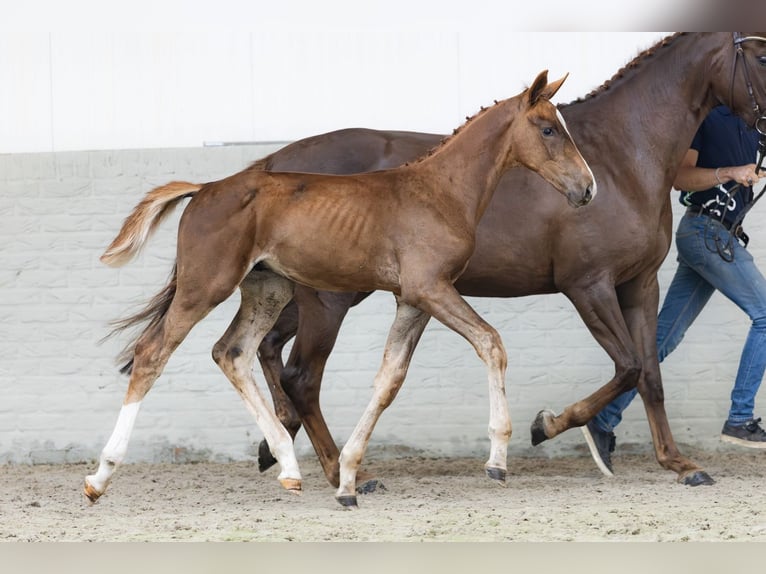 Zangersheider Stallion  in Heerde