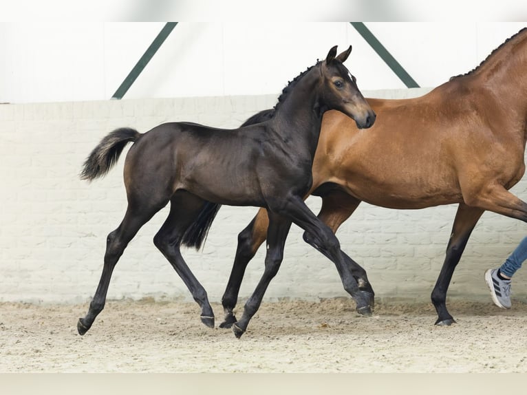 Zangersheider Stallion Foal (04/2025) in Heerde