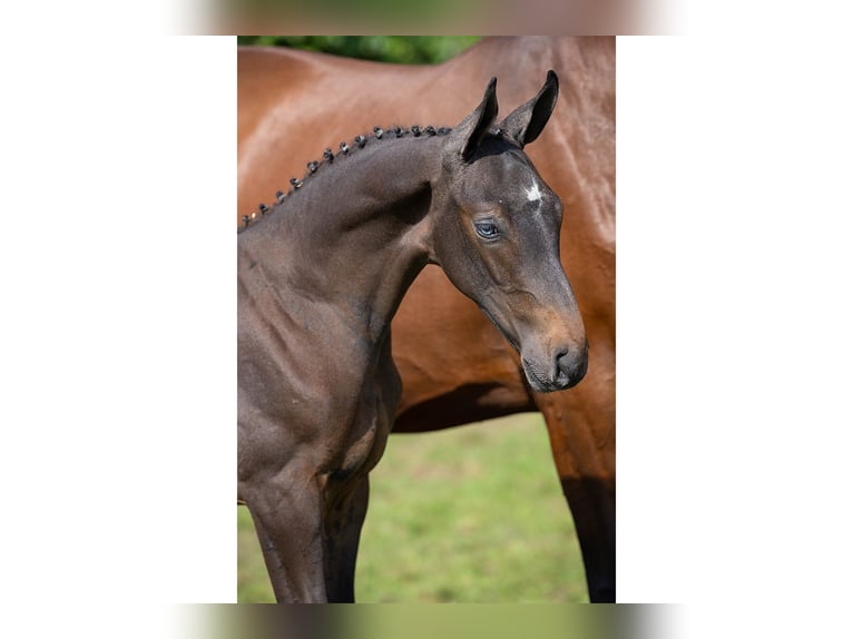 Zangersheider Stallion Foal (07/2025) in Heerde