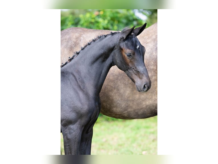 Zangersheider Stallion Foal (05/2025) in Heerde