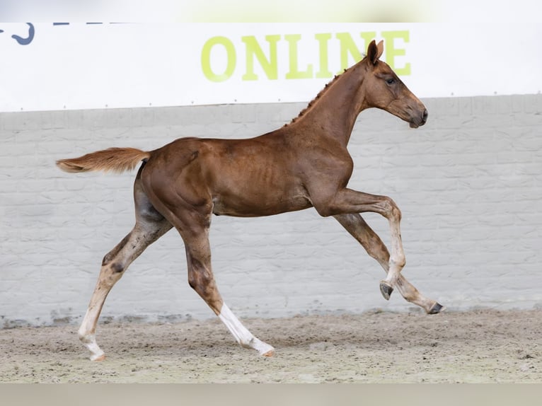 Zangersheider Stallion  in Heerde