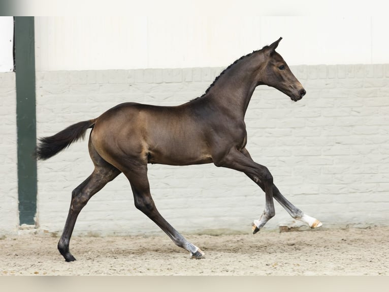 Zangersheider Stallion Foal (05/2025) in Heerde