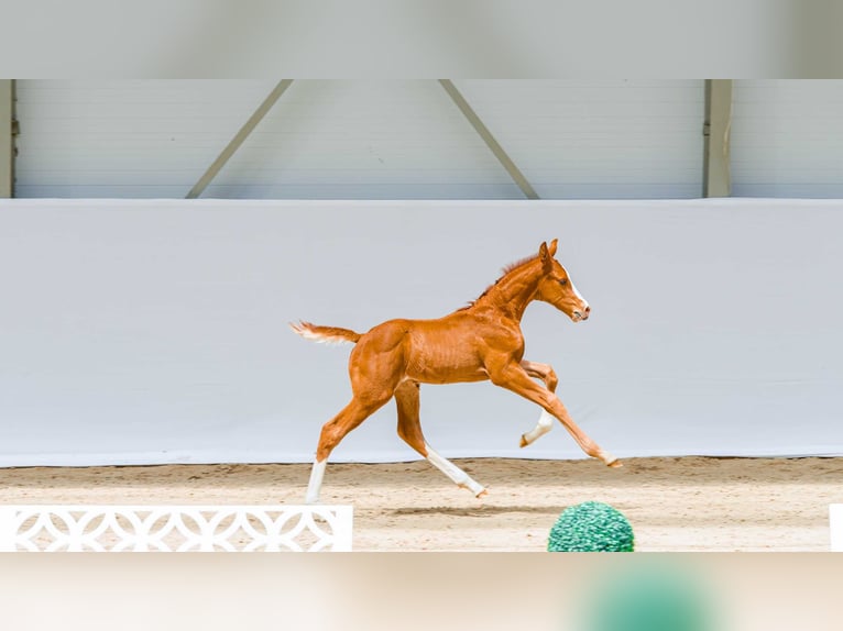 Zangersheider Stallion Foal (05/2026)  in Swiekatowo
