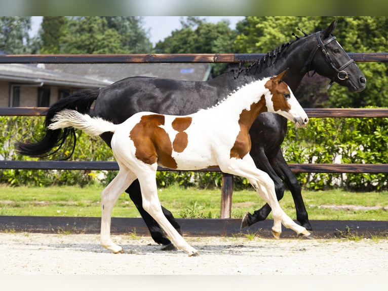 Zangersheider Stallion Foal (04/2025) in Waddinxveen