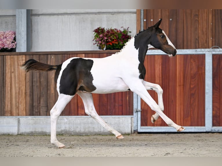 Zangersheider Stallion Foal (05/2025) in Zelle