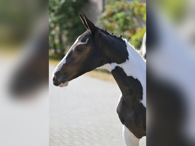Zangersheider Stallion Foal (05/2025) in Zelle