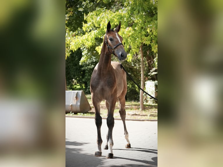 Zangersheider Stallion Foal (01/2026)  in Zülpich