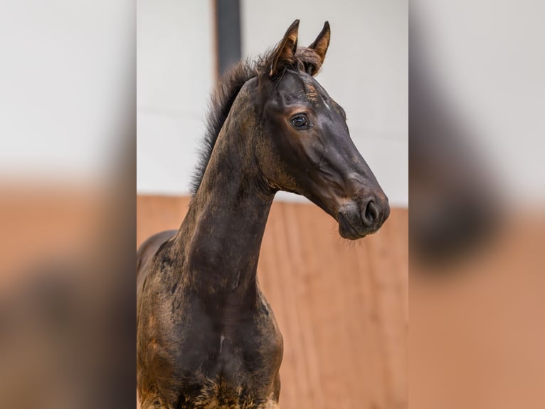 Zangersheider Stallion Foal (04/2025) Smoky-Black in Kedichem