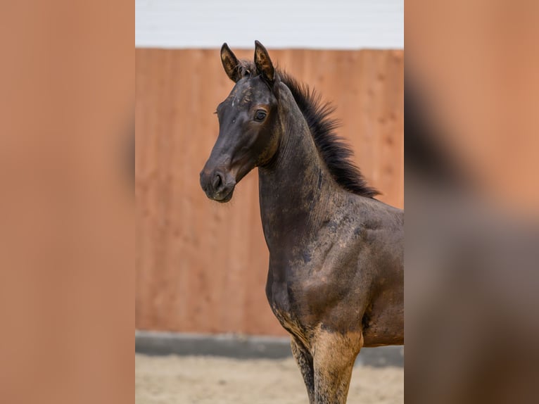 Zangersheider Stallion Foal (04/2025) Smoky-Black in Kedichem