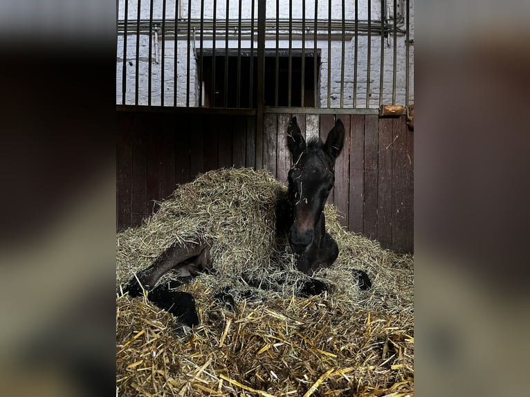 Zangersheider Stallion  Smoky-Black in Pepingen