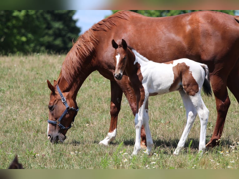 Zangersheider Mix Stallion Foal (06/2026) Tobiano-all-colors in Świetakowo