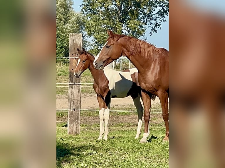Zangersheider Mix Stallion Foal (06/2026) Tobiano-all-colors in Świetakowo